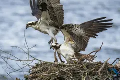 Rescatan y reintroducen pollos de águila pescadora en Cádiz tras fuerte temporal