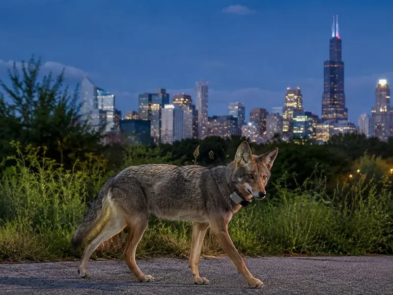 Coyotes urbanos en Chicago: un estudio revela su papel en el equilibrio ecológico