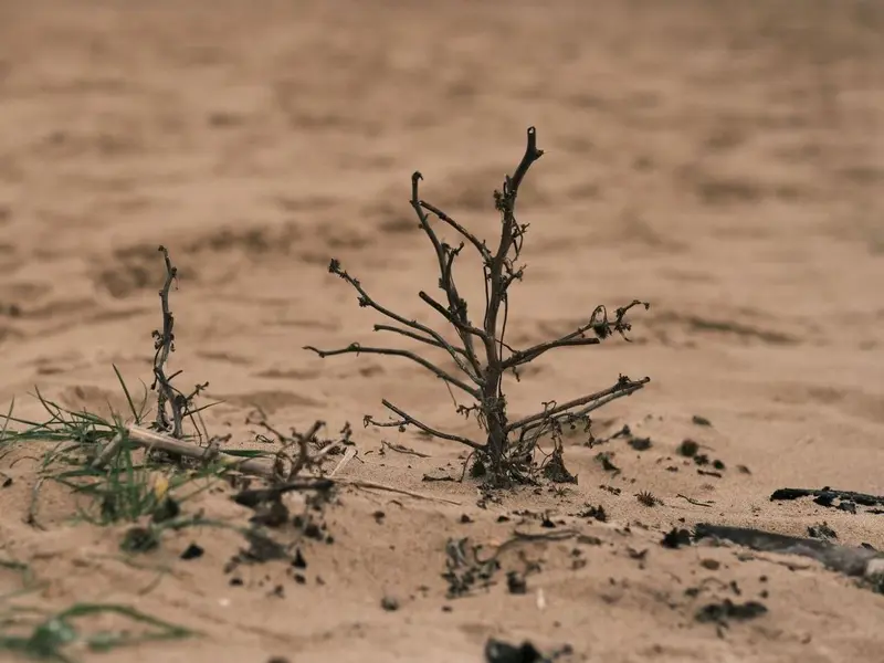 Día Internacional contra la Desertificación 2026: Enfoque en los pastizales y la restauración del suelo