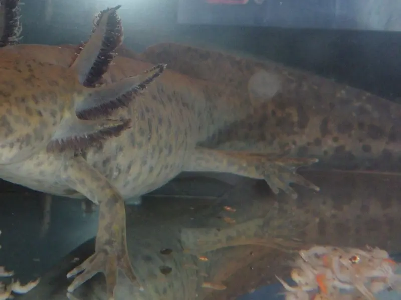 Ajolote mexicano hallado en Gales: un sorprendente rescate de una especie en peligro crítico