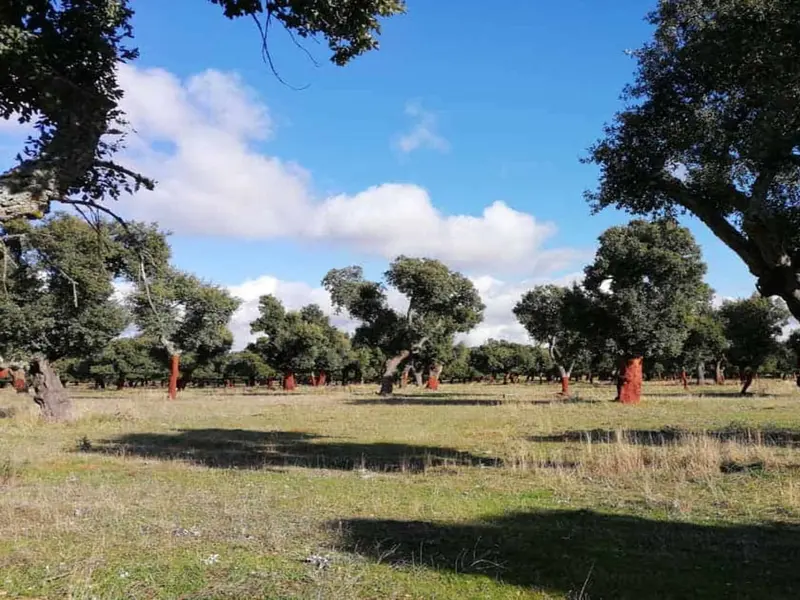Bosque inclusivo en Valdelosa: un ejemplo de naturaleza accesible en Salamanca