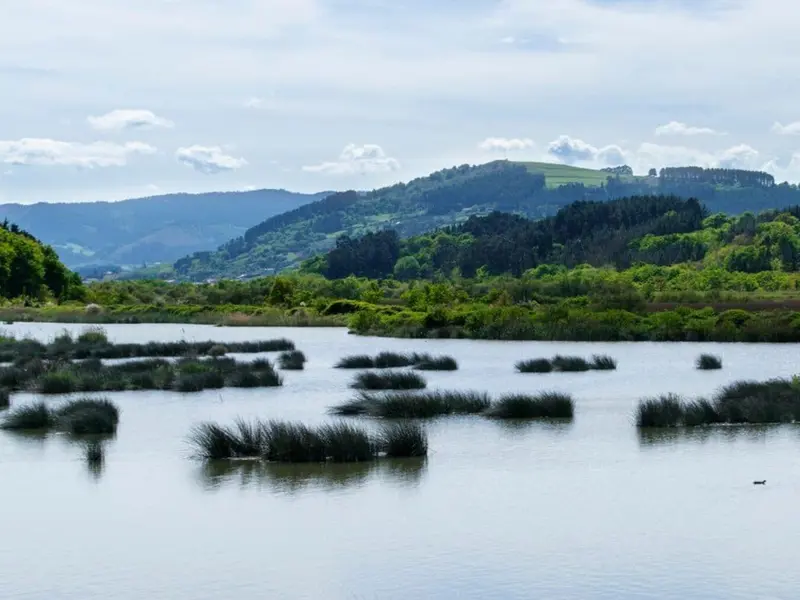 Municipios de Bizkaia mejoran la calidad del agua mediante gestión forestal sostenible