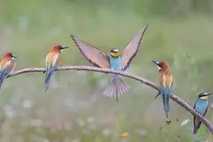 SEO/BirdLife organiza actividades para el Día Europeo de la Red Natura 2000