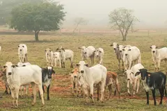 La deforestación en el Chaco paraguayo pone en peligro al pueblo Ayoreo