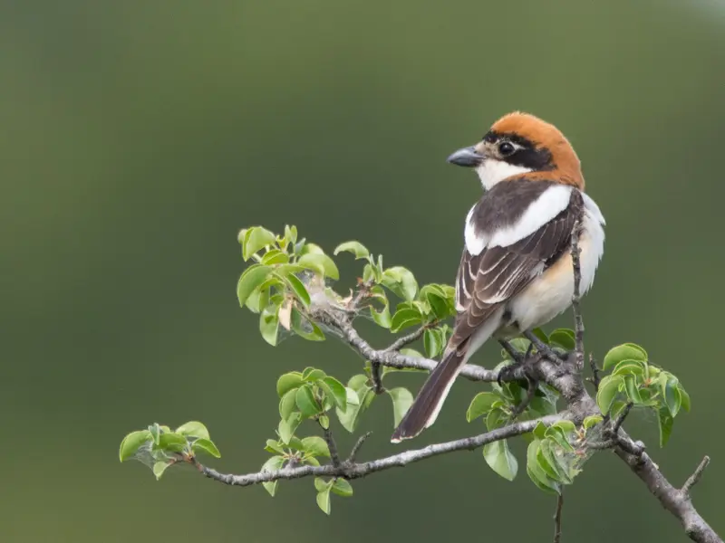 Estudio revela drástica caída de aves agrarias en Europa en última década