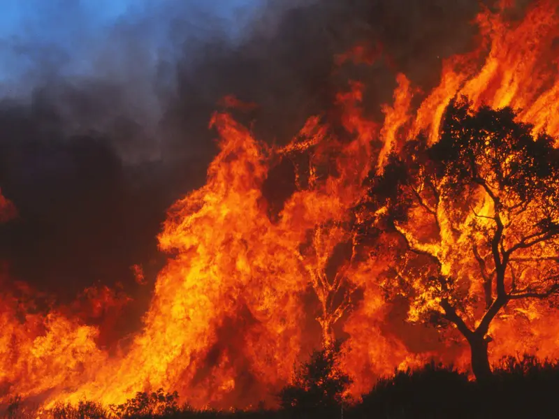 Greenpeace advierte sobre alto riesgo de incendios en 2026 y la necesidad de restauración