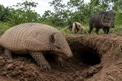 El armadillo gigante de Brasil, un arquitecto del ecosistema subterráneo
