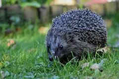 Alemania solicita prohibir el uso nocturno de robots cortacésped por el impacto en erizos