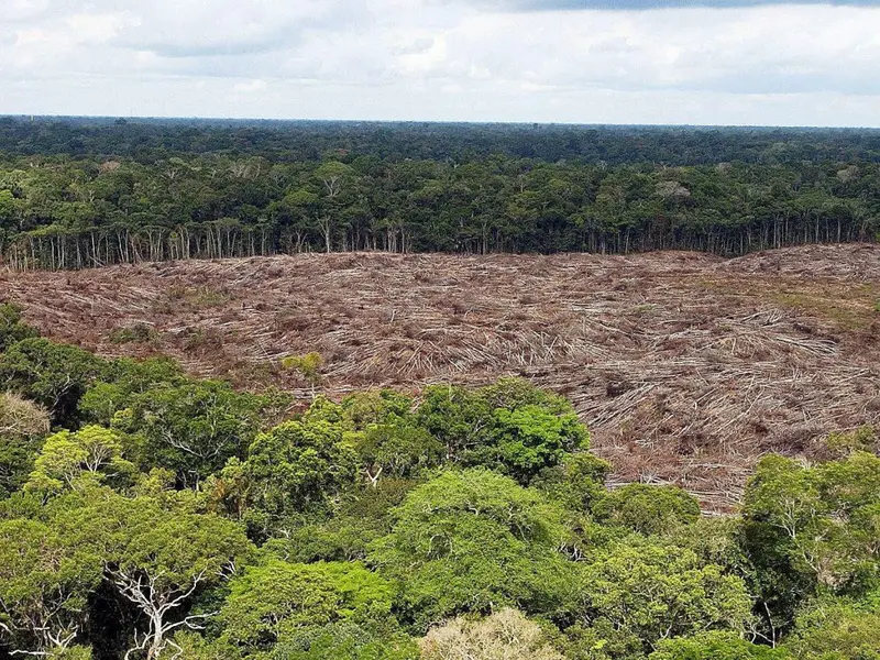 La Amazonía podría convertirse en sabana por la deforestación y el cambio climático