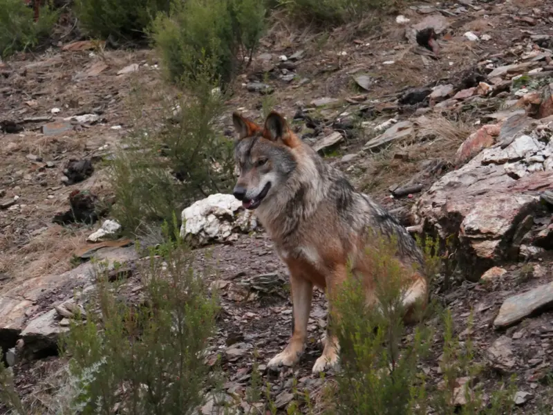 Abre el proceso público sobre el estado del lobo antes de decidir su caza