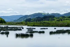 Municipios de Bizkaia mejoran la calidad del agua mediante gestión forestal sostenible