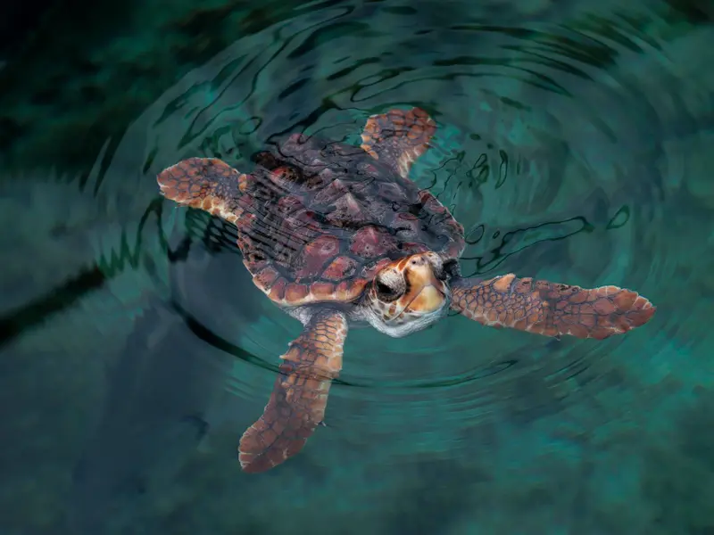 Aumentan los varamientos de tortugas marinas en el Estrecho de Gibraltar