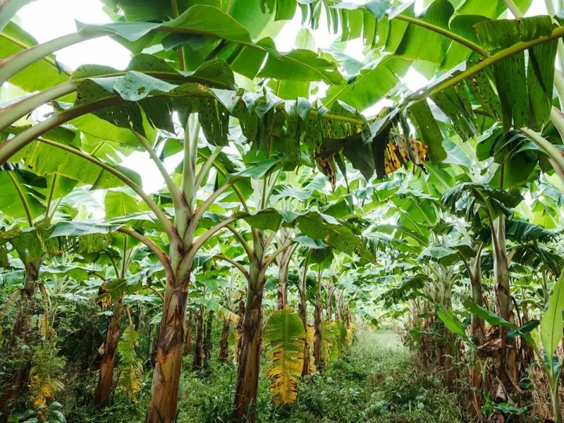 Innovador proyecto en Uganda transforma fibra de platanera en empleo sostenible