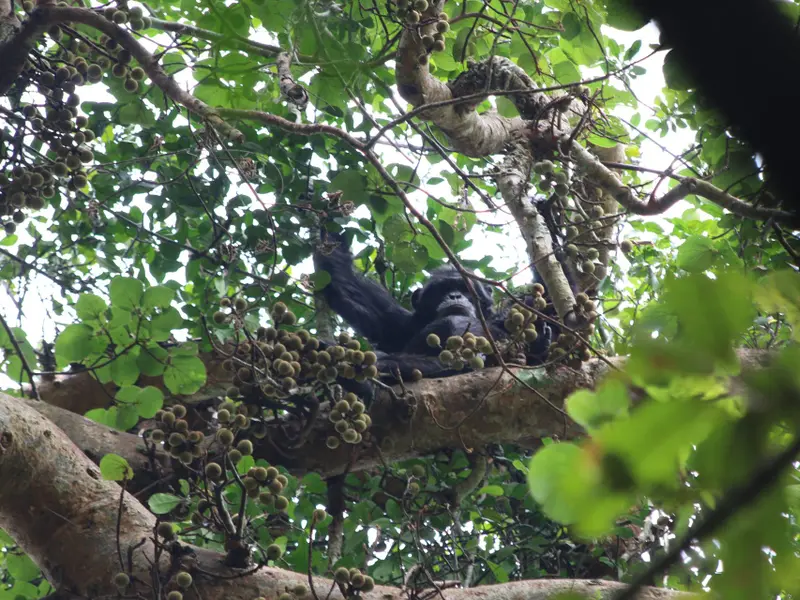 División y violencia en la mayor comunidad de chimpancés salvajes
