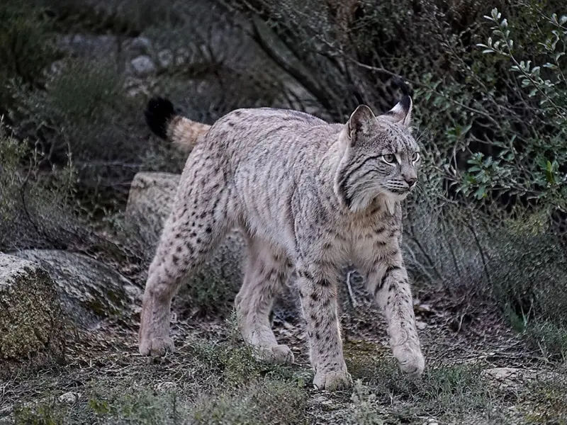 Enigma del lince ibérico: cambio de color y misteriosas causas en Jaén