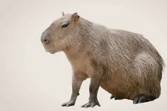 Los capibaras y su curiosa convivencia con cocodrilos en humedales