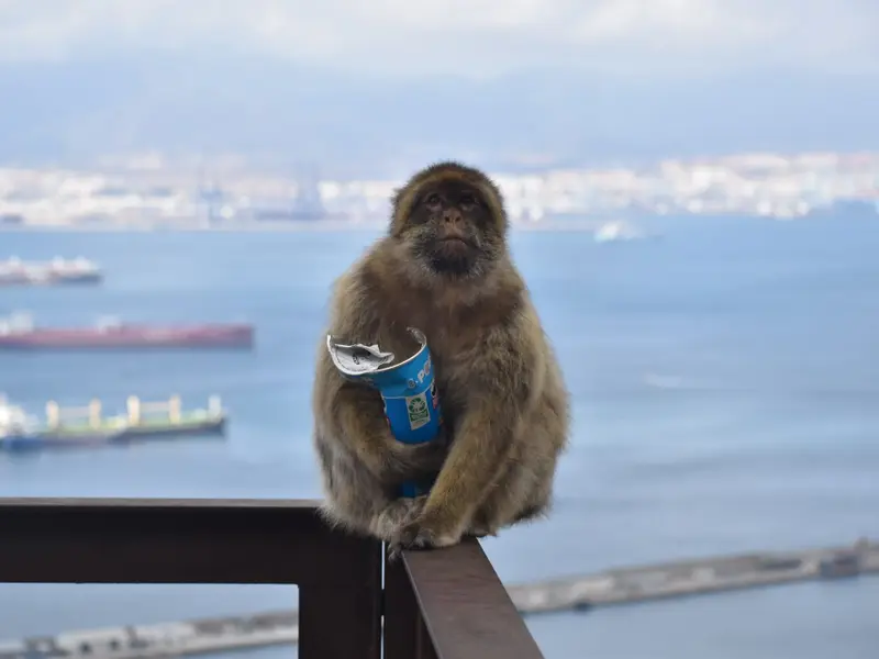 Macacos de Gibraltar ingieren tierra para combatir efectos de comida turística