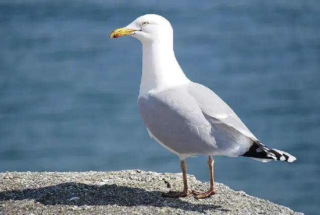 Oleiros reporta nuevos casos de gripe aviar en aves silvestres