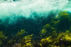 El bosque marino de Asturias: un modelo de restauración y inclusión social