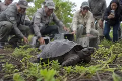 Reintroducción de tortugas gigantes en Floreana marca un hito ecológico