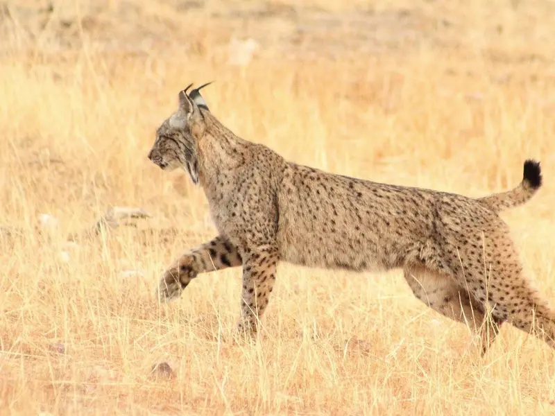 Aumento histórico del lince ibérico, pero también de atropellos