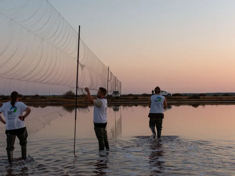 Anillamiento de aves en las Marismas del Odiel: más de 1700 ejemplares en diez años