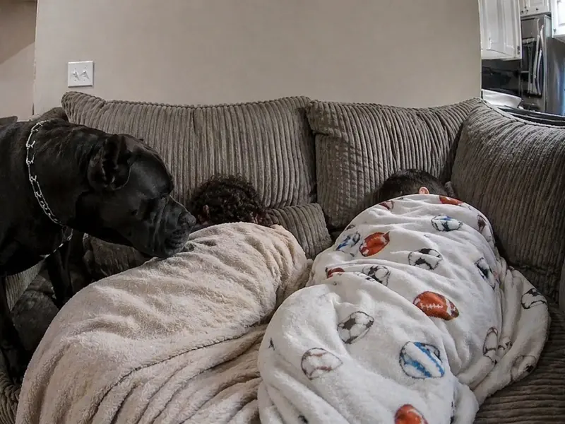 El Cane Corso que ama y cuida a sus pequeños dueños en casa