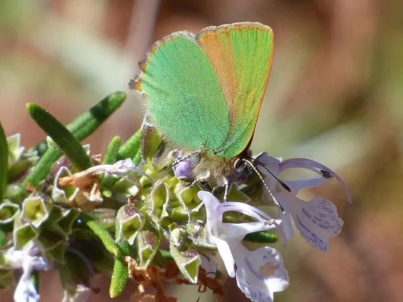 Descubren la mariposa cejialba en Barcelona: 52 especies de mariposas urbanas
