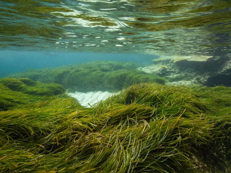 Praderas y marismas ibéricas almacenan el 25% de las emisiones de CO₂ anuales