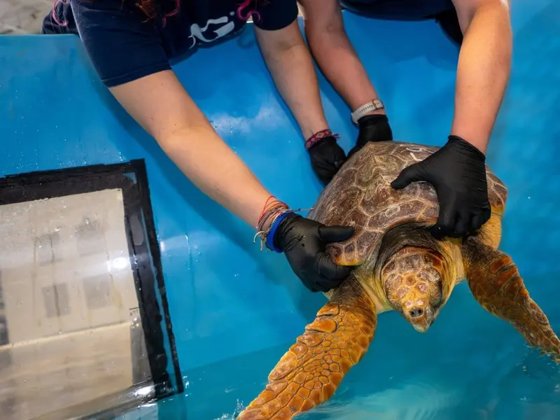 Descubren un híbrido de tortuga marina en EE.UU. que desafía conceptos evolutivos