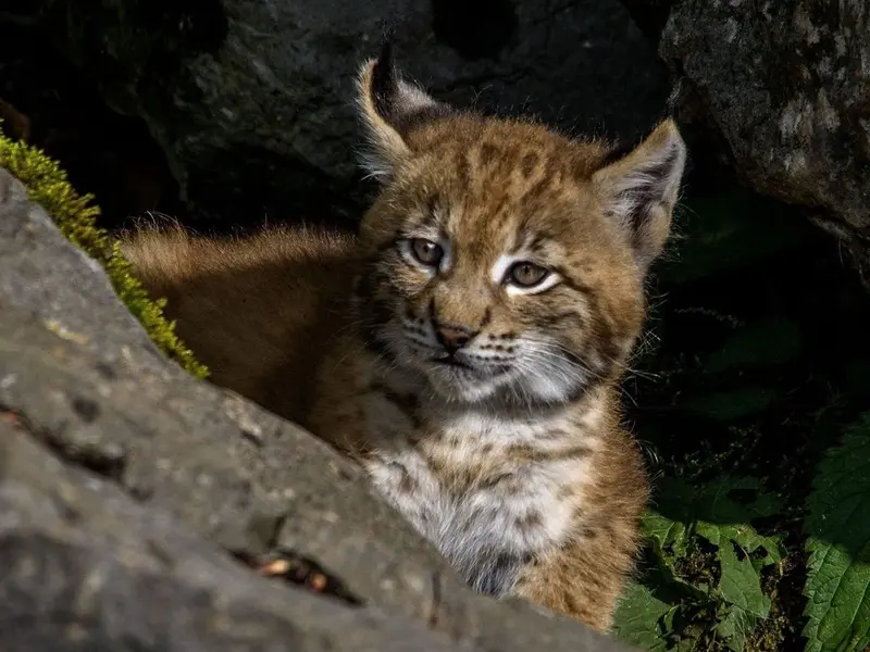 Camada de lince ibérico nace en Cabañeros, un avance para la biodiversidad