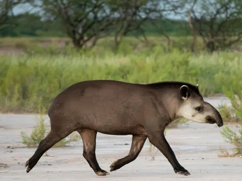 Día Mundial del Tapir 2026: alerta sobre su extinción y funciones ecológicas