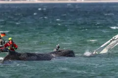 La ballena jorobada Timmy será convertida en biocombustible tras su muerte