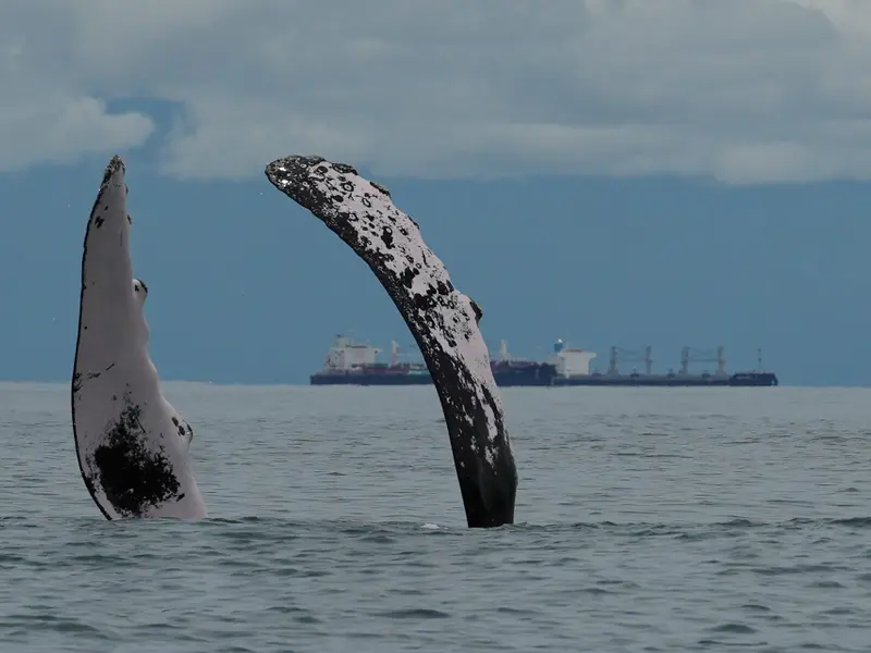 UNEP-WCMC advierte que proteger el 30% de océanos es vital para la biodiversidad