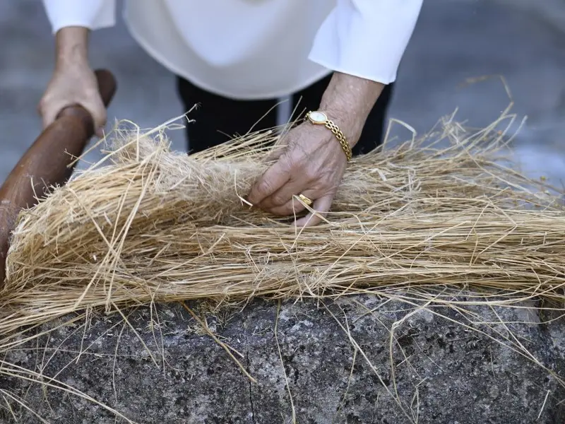 Iniciativa en Galicia busca recuperar la tradición del lino y su cultivo sostenible