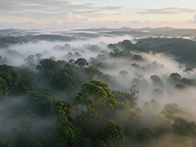 Vida microbiana en niebla amazónica: hallazgos cruciales desde 325 metros de altura