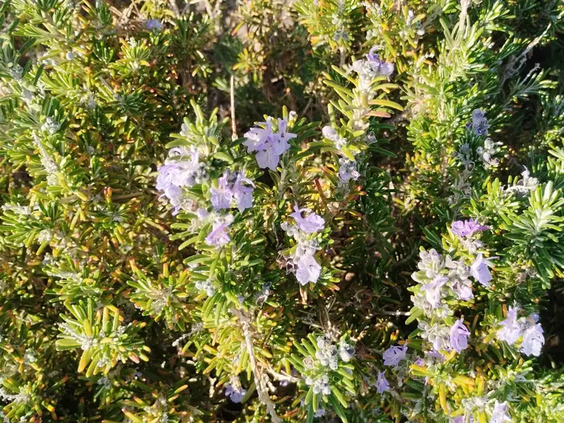 Estudio revela que las plantas pueden ‘contar’ y muestran inteligencia ambiental