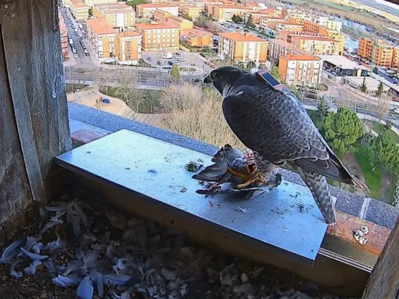Halcón peregrino en Zamora: crías marcadas con GPS para su seguimiento