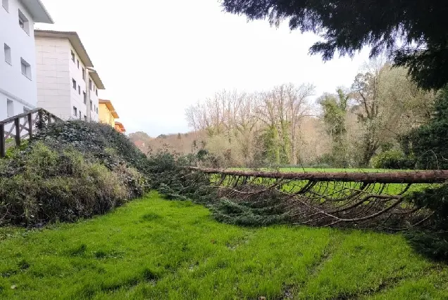 Nuevo árbol caído en Oleiros reaviva la polémica sobre mantenimiento arbóreo