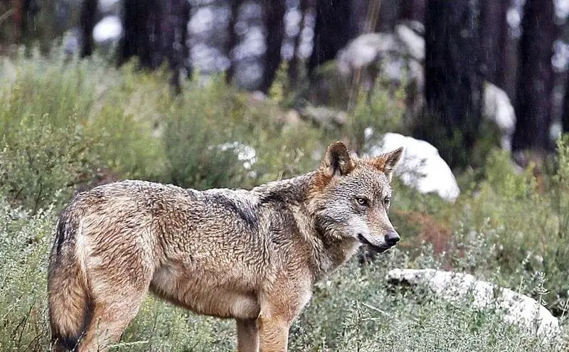 Ecologistas alertan sobre el furtivismo tras la muerte de un lobo en Zamora