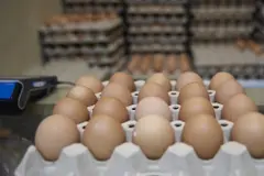 Inprovo lanza campaña para resaltar el huevo como alimento sostenible