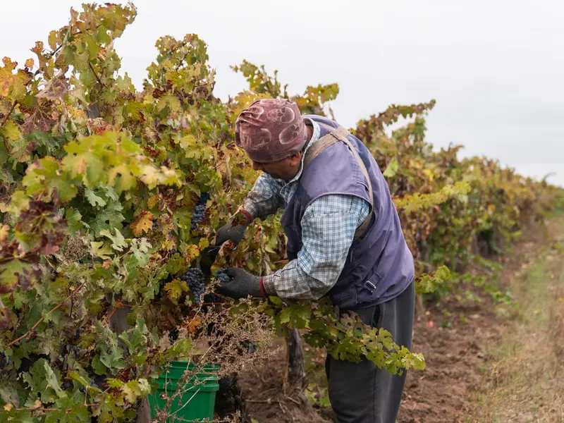Familia Torres certifica sus bodegas como B Corp, apostando por la sostenibilidad vitivinícola