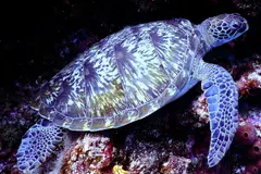 Día Mundial de las Tortugas Marinas 2026: alerta sobre su riesgo de extinción