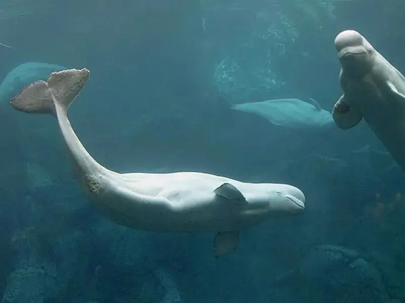 Las belugas en cautividad serán trasladadas a acuarios en España y Estados Unidos