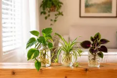 Tres plantas ideales para purificar el aire en casa con pocos cuidados