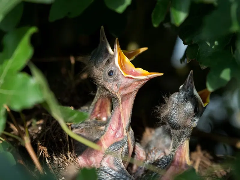 Invertir energía en la reproducción acelera el envejecimiento según un nuevo estudio
