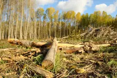 Avebiom extiende plazo de candidaturas para el Congreso Internacional de Bioenergía 2026