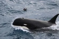 Descubren comportamientos únicos en la orca tipo D tras analizar 28.000 fotografías