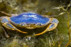 Episodio inusual: cangrejos patudos invaden playas de las islas Cíes y otras islas del Parque Nacional