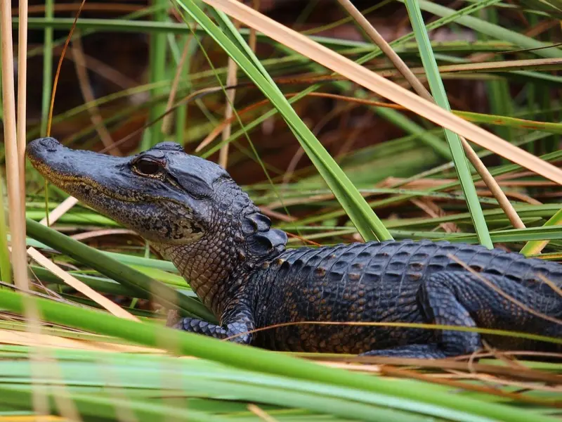 El caimán de anteojos amenaza la biodiversidad en los Everglades de Florida
